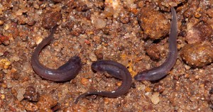 5. Tadpoles of Micrixalus herrei