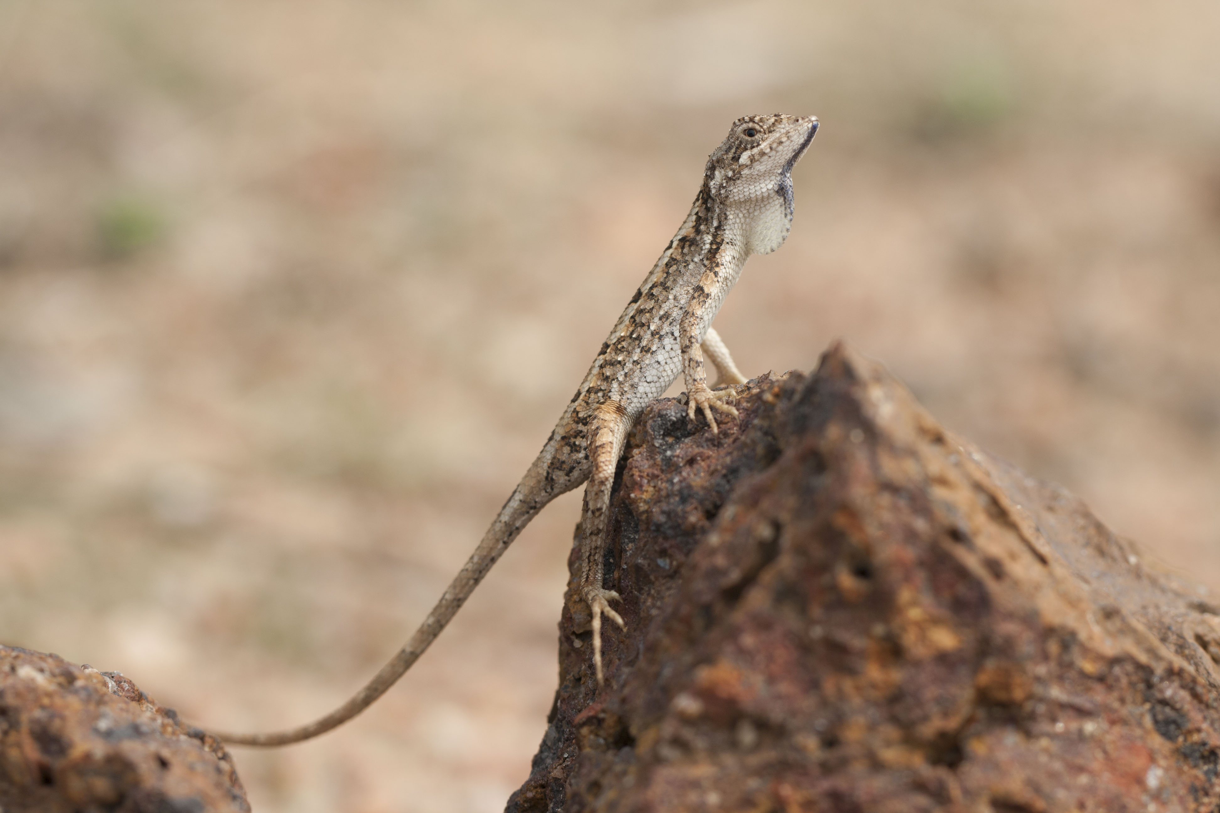 3. Sitana sivalensis Credit - V. Deepak.JPG