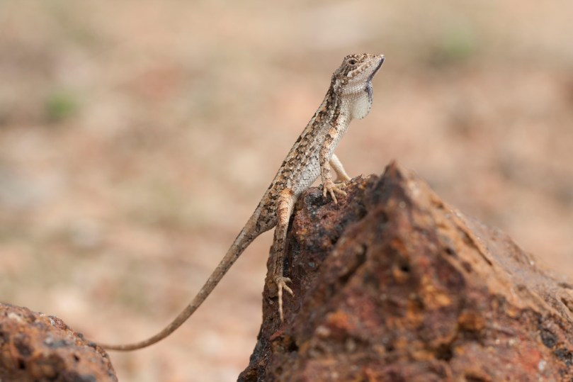 3. Sitana sivalensis Credit - V. Deepak.JPG