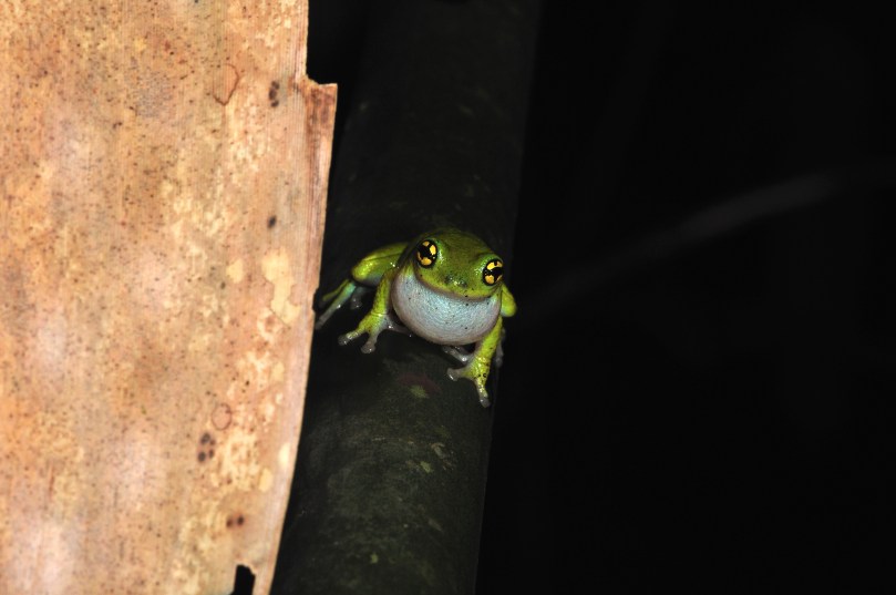 Image-2 Male vocalizing.jpg