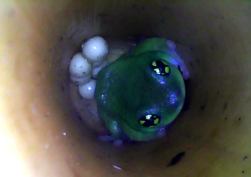 Image-3 Male guarding eggs