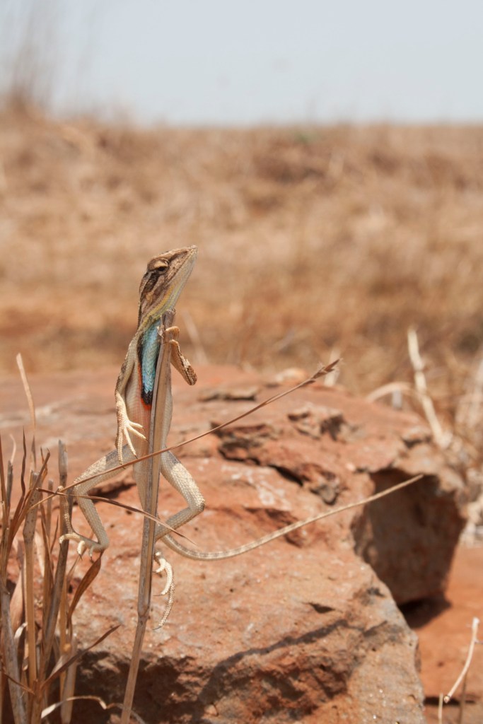 Sarada_darwini_IMG_0381