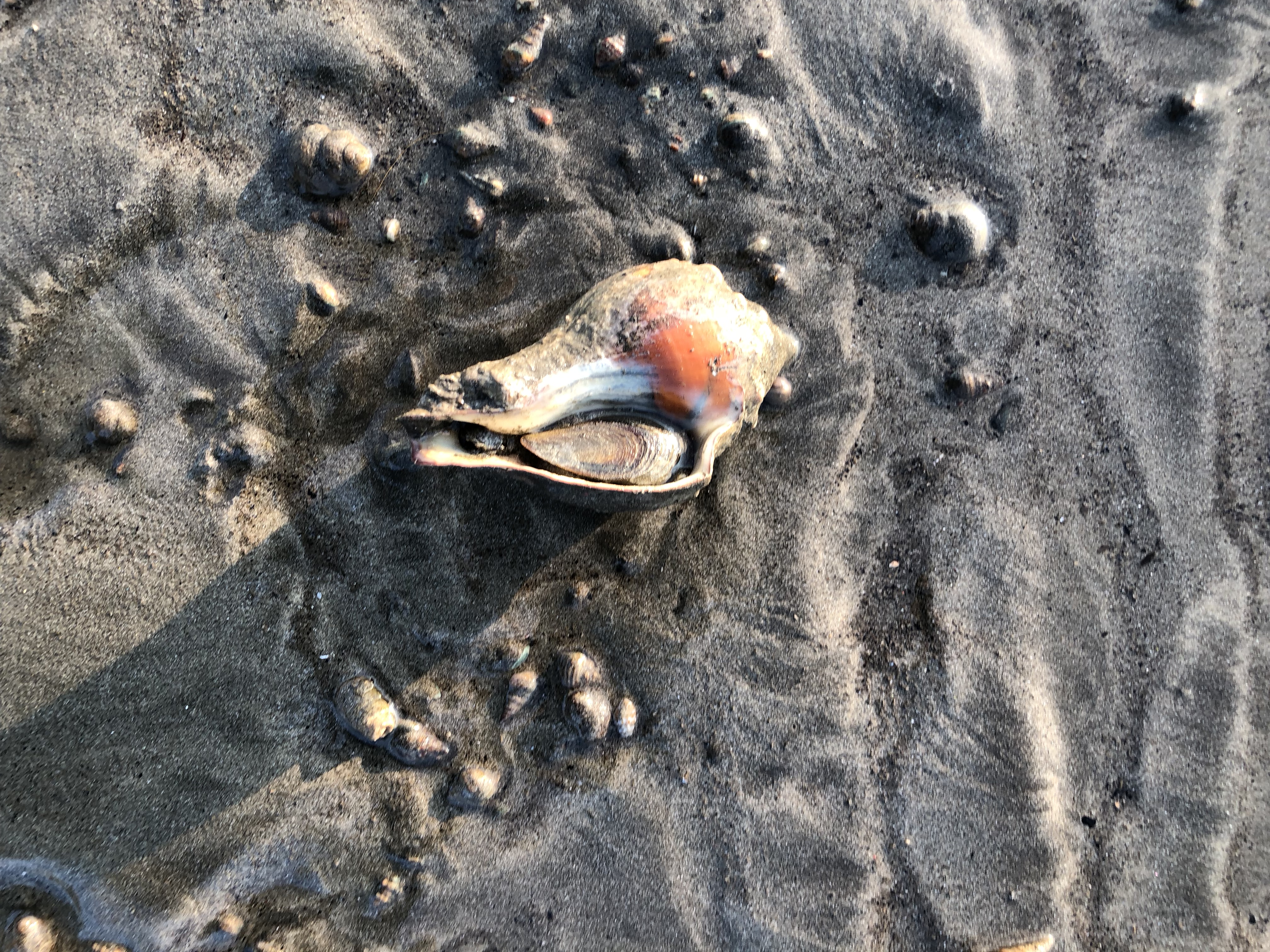Finding seashells on the seashore | Richa Malhotra